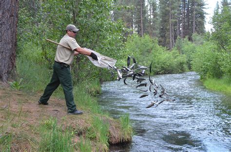 cdfw  stock  pounds  merced county trout