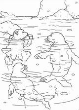 Coloring Polar Bear Pages Little Swimming Lars Walrus Seals Book Info Supercoloring Kids Printable Categories Choose Fun Board Coloriage sketch template