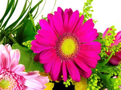 gratis afbeeldingen fabriek bloem bloemblad kleurrijk flora kaart dank je ansichtkaart
