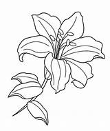 Lily Coloring Flower Drawing Line Drawings Lilies sketch template