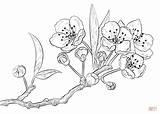 Ciliegia Blossoms Disegno sketch template