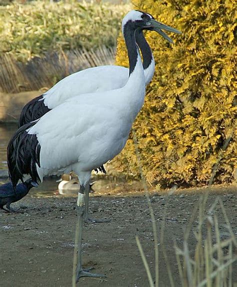 crane bird facts gruidae   animals