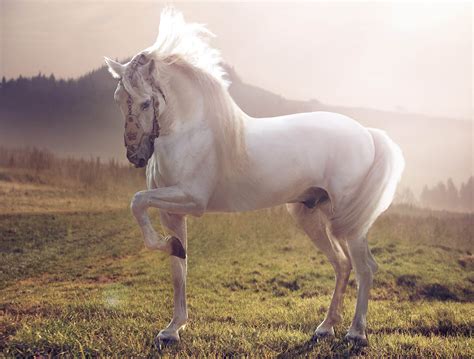 white horse standing  green lash field hd wallpaper wallpaper flare