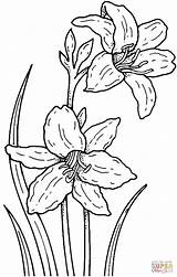 Coloring Daffodil Narcissus Narciso Pages Daffodils Para Flor Desenho Dibujos Flores Colorear Dibujo Google Dibujar Printable Pintar Da Color Flowers sketch template