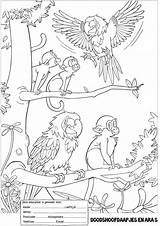 Kleurplaat Ausmalbilder Dschungel Apenheul Kleurplaten Malvorlage Dschungeltiere Bron Bestelcode sketch template