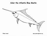Marlin Blue Coloring Atlantic Fish Pages Labeling Template Exploringnature Please Templates Sponsors Wonderful Support sketch template