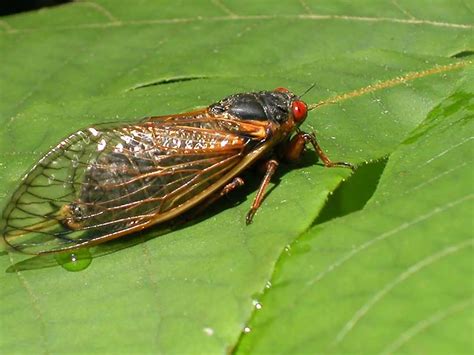 fun facts  cicadas science smithsonian magazine