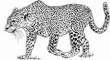 Leopard Coloring Pages Spotted Animals sketch template