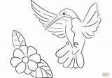 Coloring Hummingbird Pages Printable sketch template