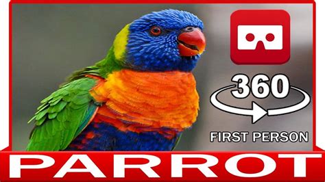 vr  parrot   hand virtual reality  youtube