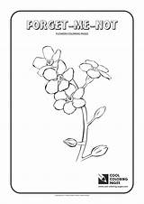 Coloring Forget Flowers Pages Niezapominajki Kolorowanka Kolorowanki Cool Niezapominajka Dla Pl Kolorowe Carnation Choose Board sketch template
