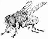 Housefly Drawings Bugs Sketches Gonzaga Biologi Colouring Arthropoda Hubpages sketch template