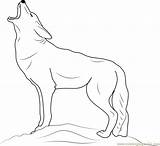 Coyote Coloring Howling Pages Color Coloringpages101 Drawings 14kb sketch template