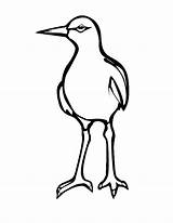 Coloring Seagull Bambini Disegno Per Graphics Library Clipart Popular Gabbiani Coloringhome sketch template