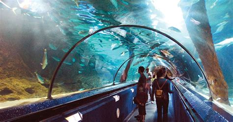 dream  city zoo aquarium revived star  mysore