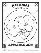 State Flower Arkansas Coloring sketch template