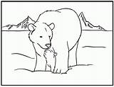 Coloring Pages Printable Arctic Animals Polar Bear Popular sketch template