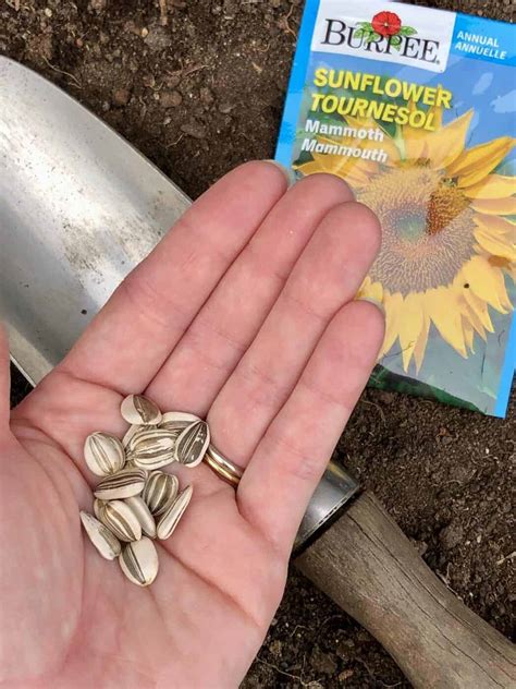planting sunflowers  beginner gardeners learn   grow