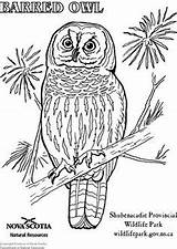 Owl Coloring Pages sketch template