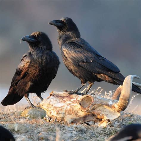 ravens ravens birds animals raven animales animaux crows bird