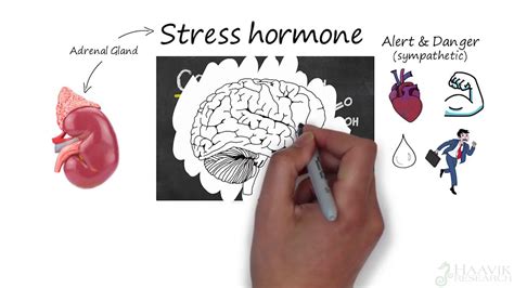 stress affects your brain and health youtube