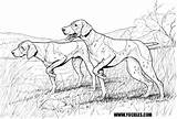 Pointer Coloring German Shorthaired Pages Dog Labradoodle Drawings Designlooter Drawing Dogs Color Shorthair 95kb 475px Getdrawings Choose Board sketch template