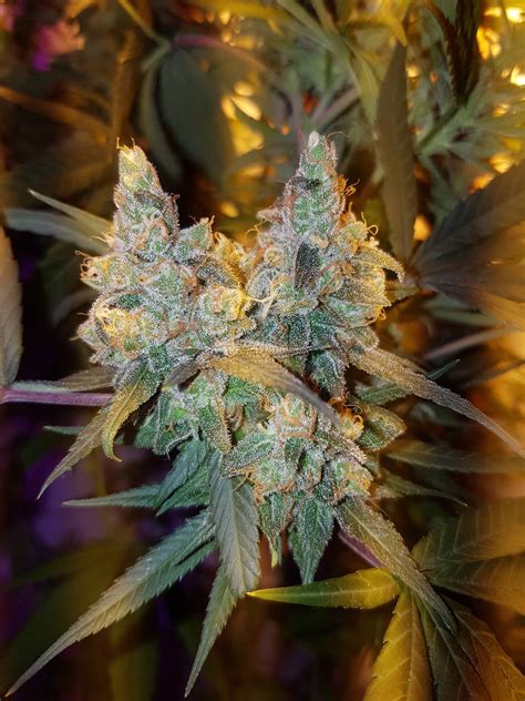 triple nugs cannabis pictures growery message board
