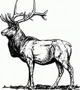 Elk Deer Colornimbus Male sketch template