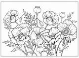 Poppies Wilairat sketch template
