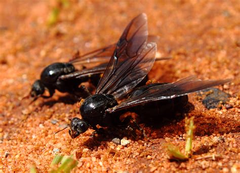 starting  ant colony antscanada
