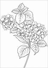 Fiori Adulti Blumen Mewarnai Vegetation Vegetazione Erwachsene Malbuch Tk Paud Justcolor Ikan Lele Foglie Tatuaggi sketch template