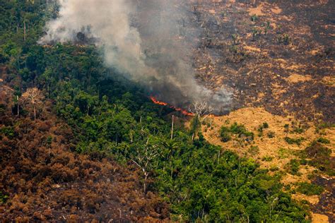 amazon rainforest destruction  accelerating shows government data