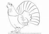 Capercaillie Draw Drawing Step Tutorials Birds sketch template