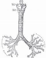 Respiratory Tree Trachea Bronchioles Human Lung Wikidoc Proximal Conducting Showing Down sketch template