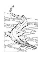 Requin Rochen Pez Colorare Coloriage Ausmalbilder Sawfish Supercoloring Spada Pesce Coloriages Manta Animaux Elegante Ausmalbild Colorier Dxf sketch template
