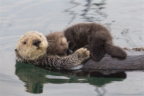 sea otter conservation