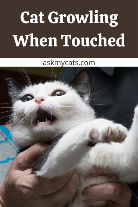 cat suddenly doesn t want to be touched why such behavior