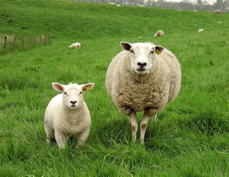sheep  photo  freeimages