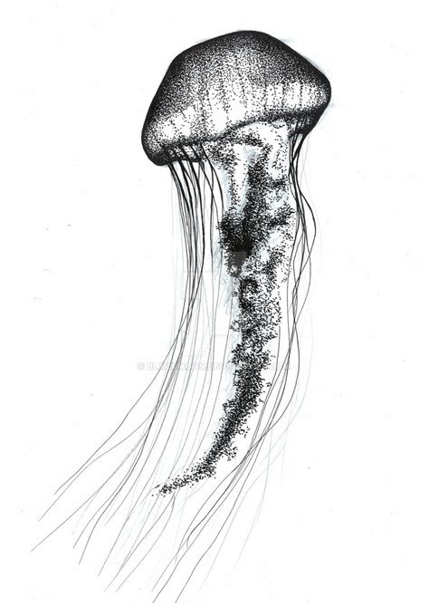 sketch jellyfish drawing