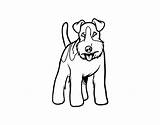Terrier Fox Dog Coloring Pages Dogs Coloringcrew sketch template