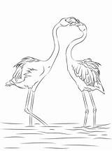 Flamingo Coloring Two Flamingos Pages Beautiful Printable Categories sketch template