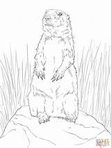 Prairie Dog Coloring Drawing Pages Template Sheet Drawings Town Getdrawings Tailed Print Paintingvalley sketch template