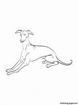 Coloring Greyhound Whippet Pages Getcolorings Getdrawings sketch template