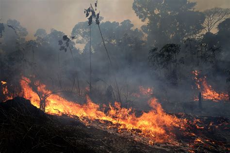 harvard biologist discusses  environmental impact   amazon fires harvard gazette