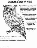 Coloring Owl Pages Screech Owls Eastern Kids Color Animal Crafts Sheets Printable Found Colouring Nature Print sketch template