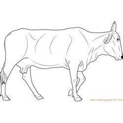 jersey dairy cattle coloring page  kids   printable