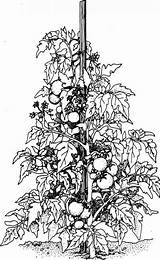 Tomato Plant Drawing Colouring Plants Line Pages Sketch Cliparts Supports Coloring Tomate Vine Grovida Template Leaf Ornate Stake Sprawl Strong sketch template