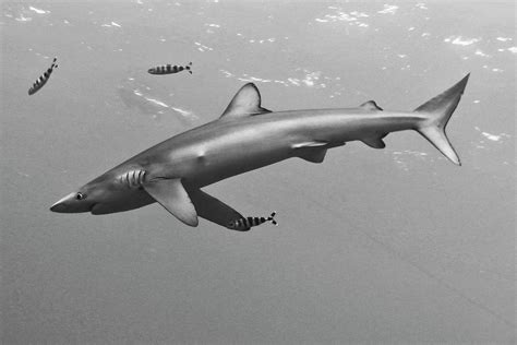blue shark prionace glauca  small photograph  born wild