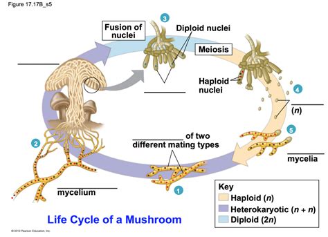 life cycle   mushroom diagram diagram quizlet