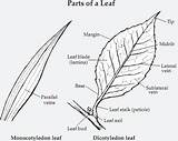 Leaf Anatomy Plant Part sketch template